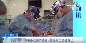 医学大进步！美国一大学成功给脑死亡患者移植猪心脏
