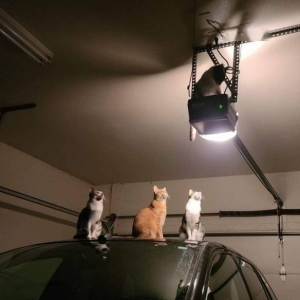 在意想不到的地方！融入环境最真实的“究极躲猫猫”